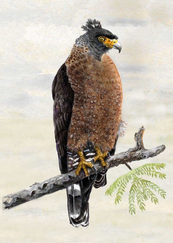 Crested Serpent Eagle Part of the WWF brochure on Eagles of India illustrated and designed by me. #eaglesofindia #birdsofprey #raptors #raptober #serpenteagle #indiaves #TwitterNatureCommunity