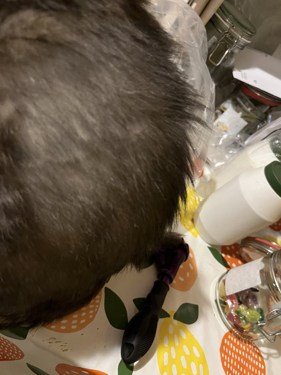 Ladodue's tweet image. Il a la crête #pací is a #punky 😁😜🤘🏽