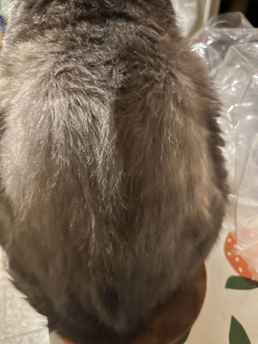 Ladodue's tweet image. Il a la crête #pací is a #punky 😁😜🤘🏽