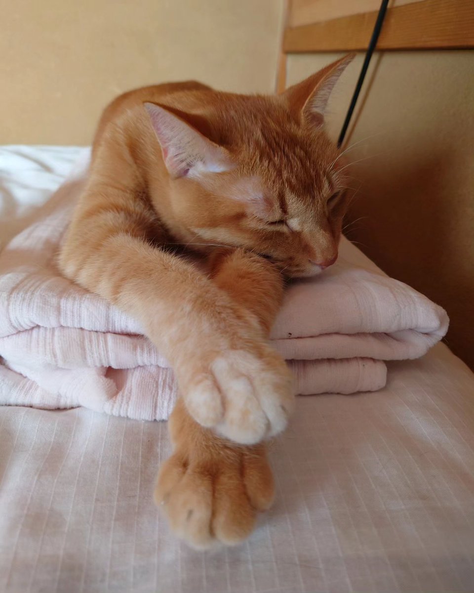 shumin8573's tweet photo. おは猫

#写真好きな人と繋がりたい
#ファインダー越しの私の世界
#猫
#猫のいる暮らし
#猫のいる幸せ
#猫好きな人と繋がりたい
#猫のいる生活 https://t.co/t3DuyeZwDp