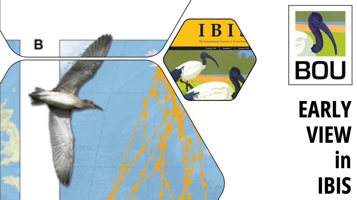 EARLY VIEW in @IBIS_journal Icelandic Whimbrel first migration: Non-stop until West Africa, yet later departure and slower travel than adults | onlinelibrary.wiley.com/doi/abs/10.111… @Camilo_Carneiro Tómas Gunnarsson @TriinKaasiku Theunis Piersma @_JoseAAlves_ | #ornithology
