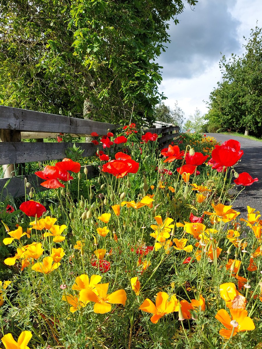 GabyLynch9's tweet image. The joy of #Gardening 😍 Roll on weekend and that summer feeling! Amazing what a bit of sun will do to lift your mood! #LabourWeekend Have a good one y&apos;all x