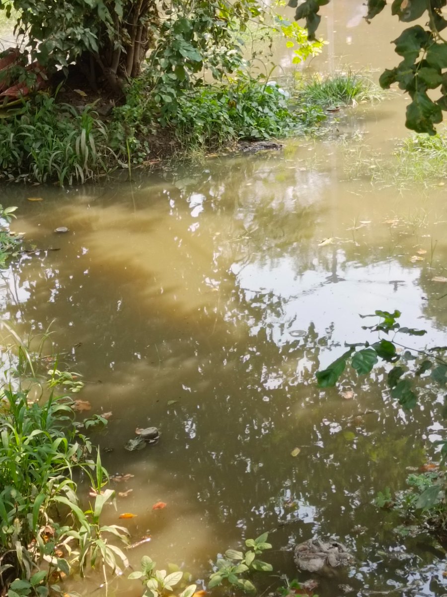 FactVellore's tweet photo. @vellorecorp @CMOTamilnadu 
Sir,
        Drainage water logging into our office premises and in and around the area from the past three days at muthamizh Nagar, Katpadi. We are suffering a lot. Kindly request you to take necessary action, please!. https://t.co/KhT8SSr5kv