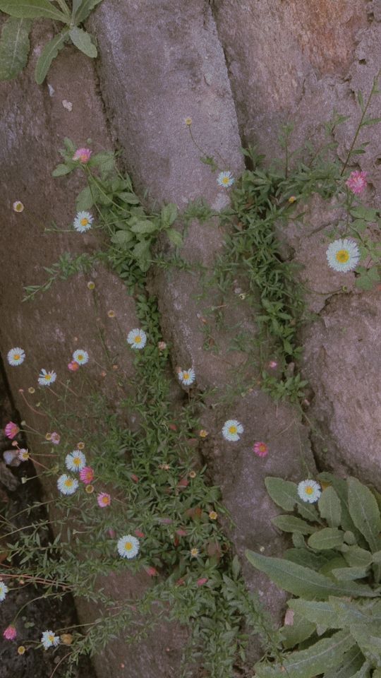 Tshoki_61's tweet photo. October breeze
And a yonder heart,
Like daisies growing in the sidewalks.
#haiku #vss365 #haikufeels #POEMS https://t.co/zmOmelphmi