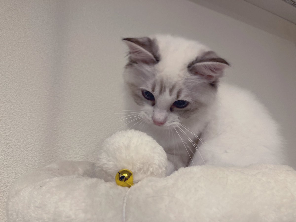 amaihiyo's tweet photo. あいすくん病院に預けてきた！
手術前の健康チェックしてもらったんだけど、体重2.6kgになってたよ!!
病気治って一気に大きくなったんだなーって感動😭✨
女の子たちと違って入院がない分すぐに会えるけど、ちょっと離れるだけで寂しいな…無事手術成功して元気に帰ってきますように🙏 https://t.co/5llyLnIR86