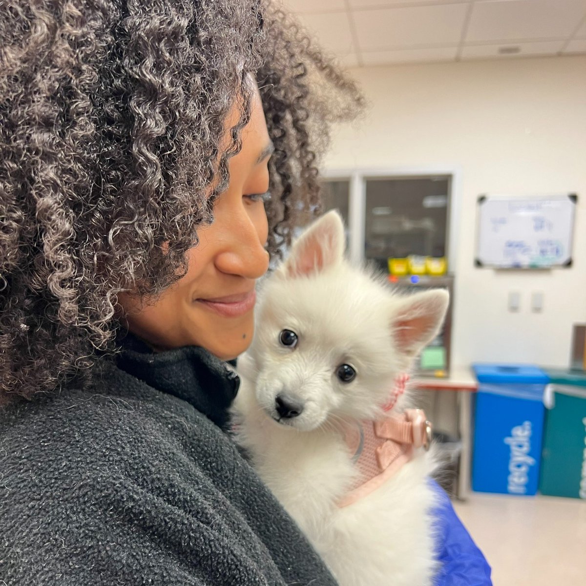 sfspca's tweet photo. We're overjoyed to announce that Senate Bill 669, which expands the ability of Registered Veterinary Technicians (RVTs) to administer vital vaccines, was signed into law by Governor Newsom! Thank you to sponsor, State Sen @DaveCortese &amp; Gov @GavinNewsom! #SB669 #SFSPCAadvocacy https://t.co/UnphOqpy6I