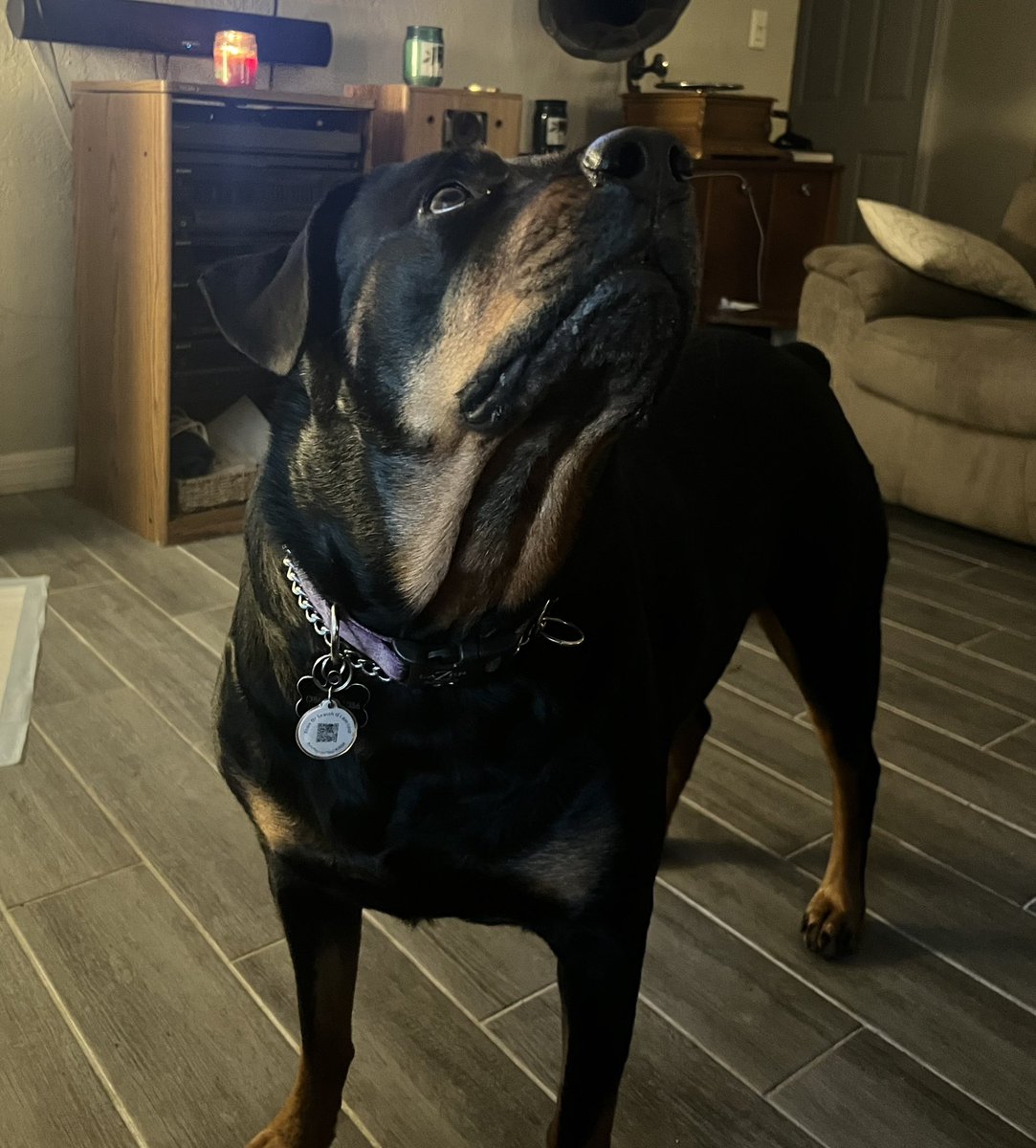 Sorry frenz! Been away for a min. My hooman has been working a lot! #rottweiler #dog