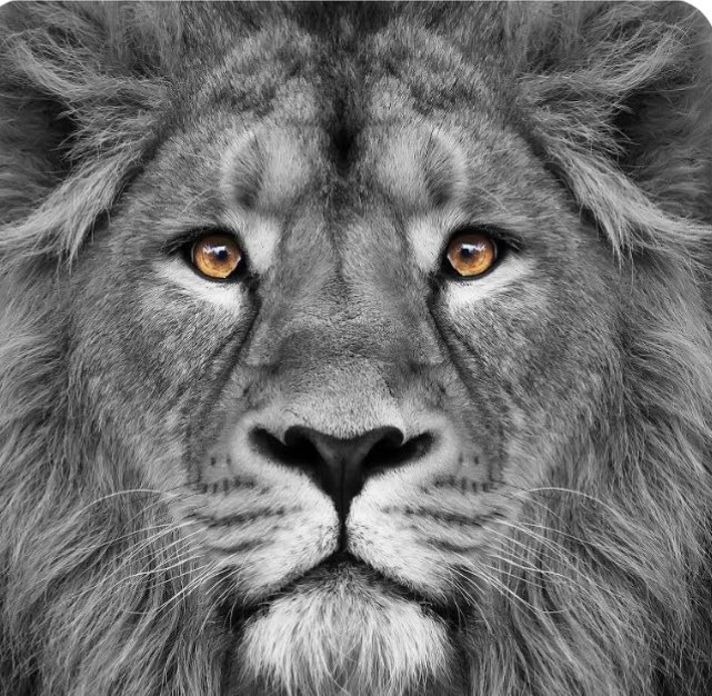 Gene Chizik tweet media