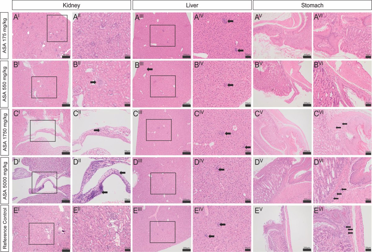 AIMSSmyopathy's tweet photo. Beautiful multi-organ histology captures by twitterless Lorna Rasmussen  from Cerberus Sciences https://t.co/9xtCpaUL1D