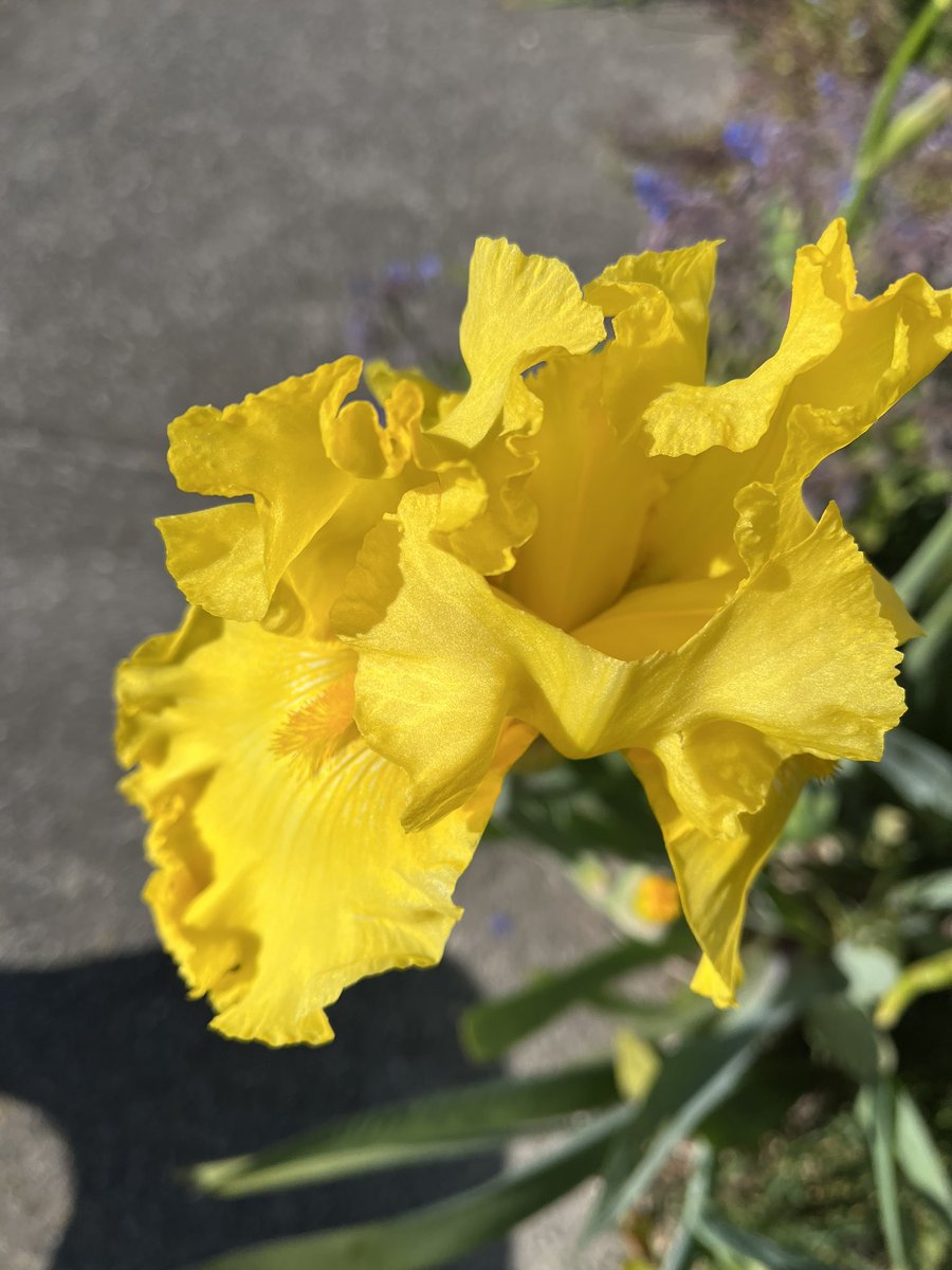 JudithClarke54's tweet photo. Lovely iris out on todays route first run since Melbourne Marathon so took dotti dog & we had a nice 90sec run/30sec walk run in the sunshine #enjoyfriday #keepsafe https://t.co/V0EFZbMPkv