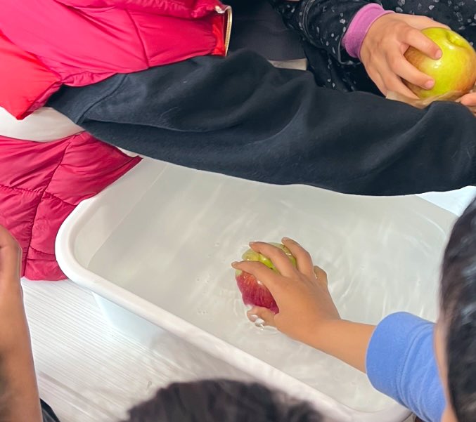 Apple investigation fun in grade one! 🍎 🍏 We applied our science and math skills to measure length, count the amount of seeds, explore buoyancy and research about different varieties of apples! <a href="/RSP_HDSB/">Rattlesnake Point Public School</a>