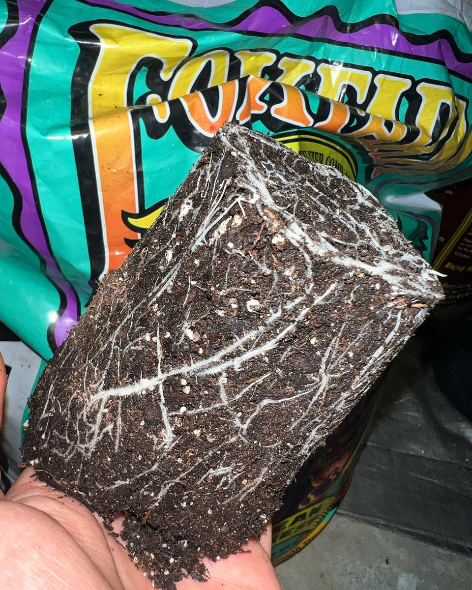 Root check ✅  #grow 

Strain: Black Cuban Haze 
#420 #weedlover #marijuanastrains #weedporndaily #marijuanawomen #marijuanamodels #cannabisclub #stoned #cannabislove #marijuanaisnature