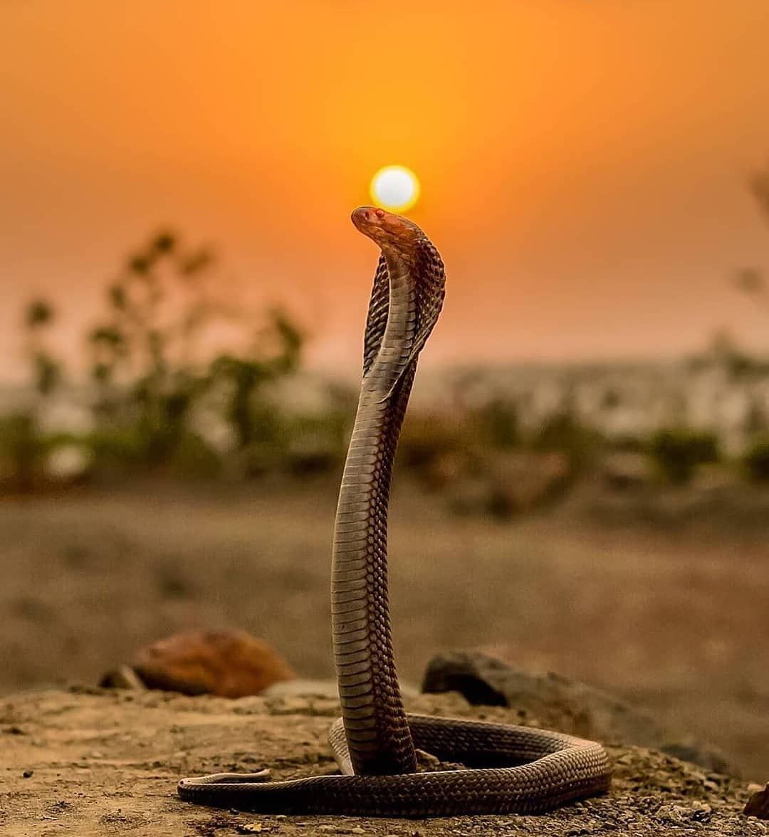 random_snakes's tweet photo. #MyPredictionForTomorrow The sun will rise and you will be snaked TF out! ππππββοΈππββοΈππ https://t.co/B4gO4mL1t5