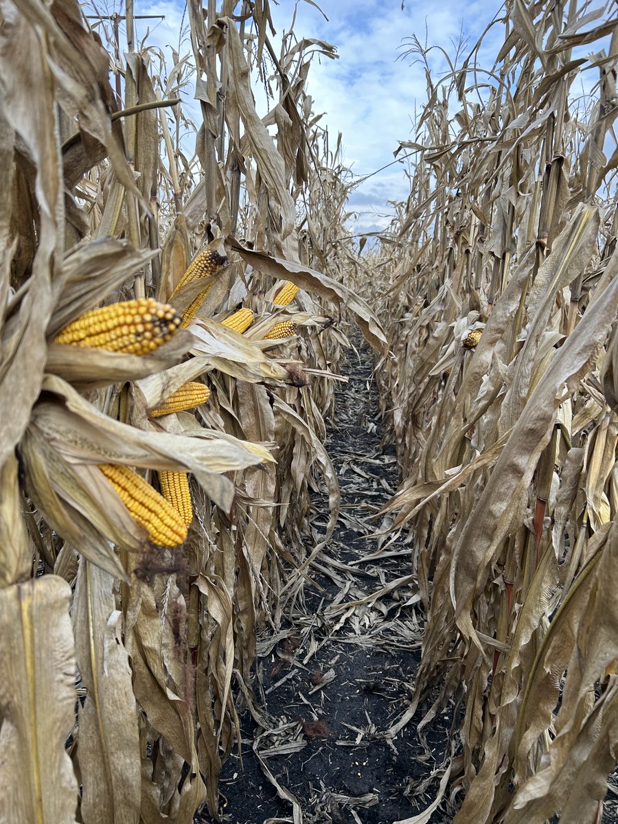 FamilyBenson's tweet photo. Placing The Right Corn on the Right Acre  at the Right Population-I love my job! https://t.co/Tx0qU3nh0n