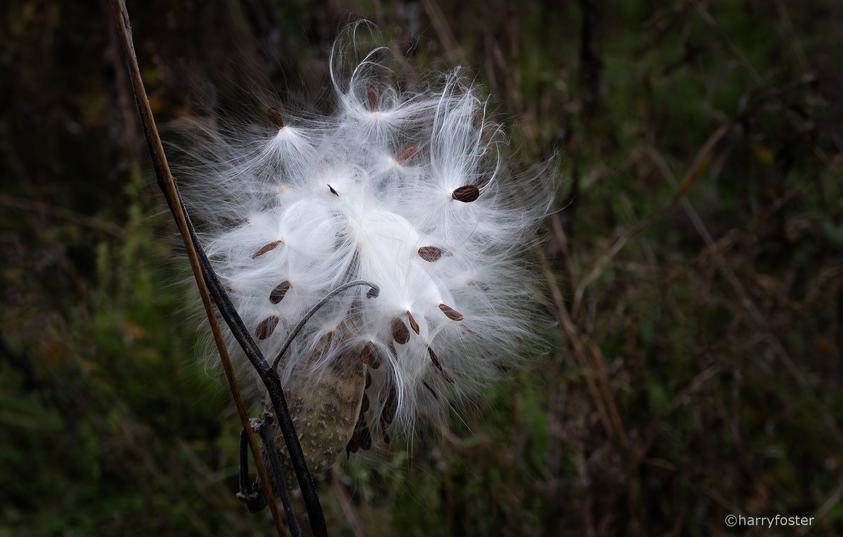 Harry Foster tweet media