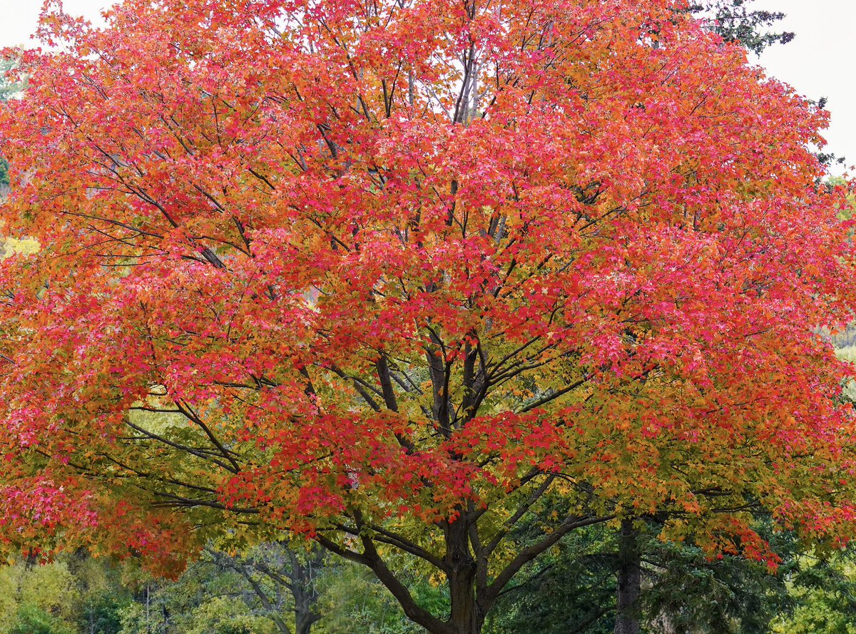 tinablue1089's tweet photo. What a colorful tree! Who doesn’t love fall? 😍 https://t.co/eCSkMaACer