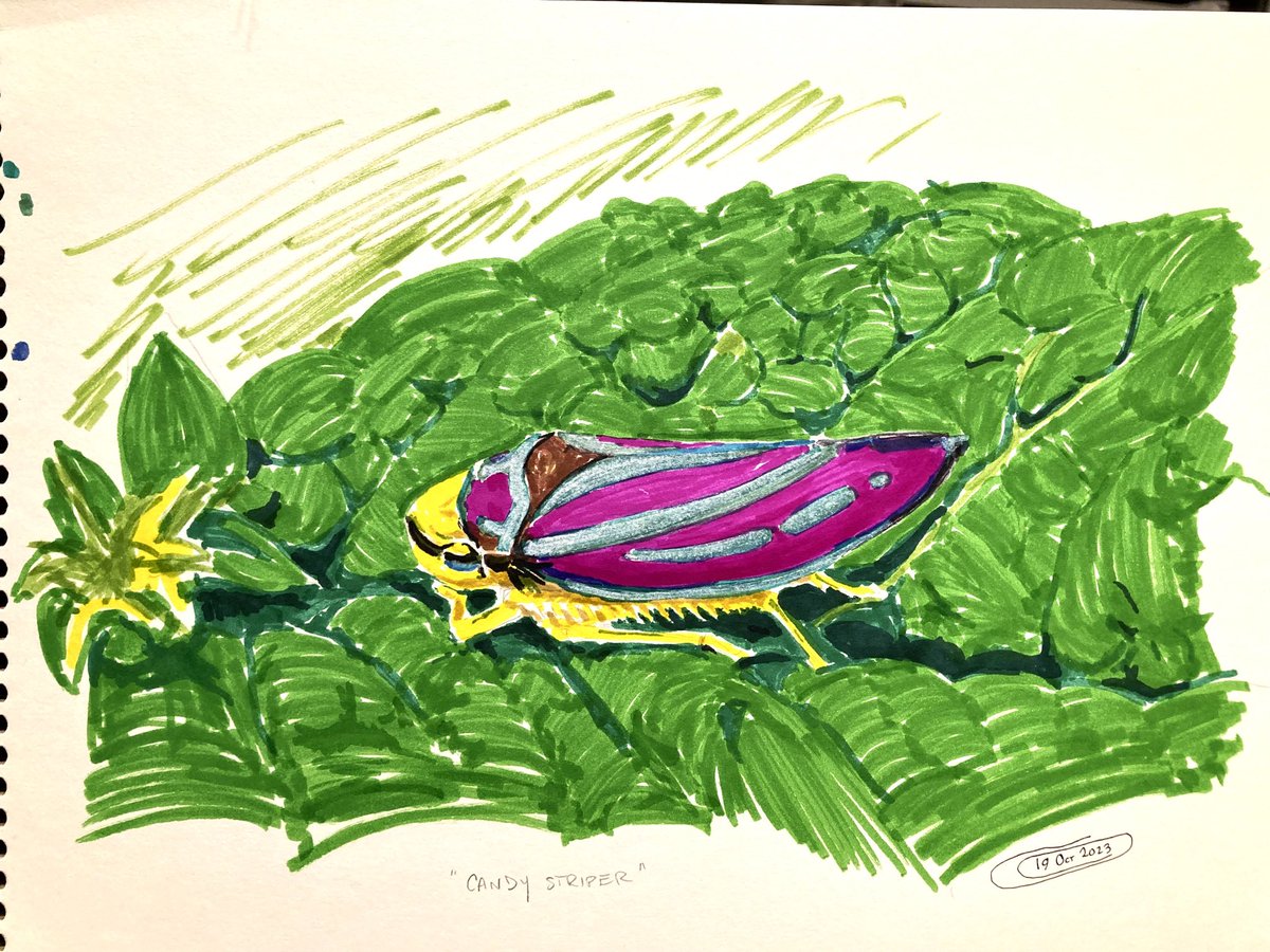 KleptoBek's tweet image. “Candy Striper”
Brush markers on 9”x12” 80 lb drawing paper
#inktober2023 #leafhopper #sketch