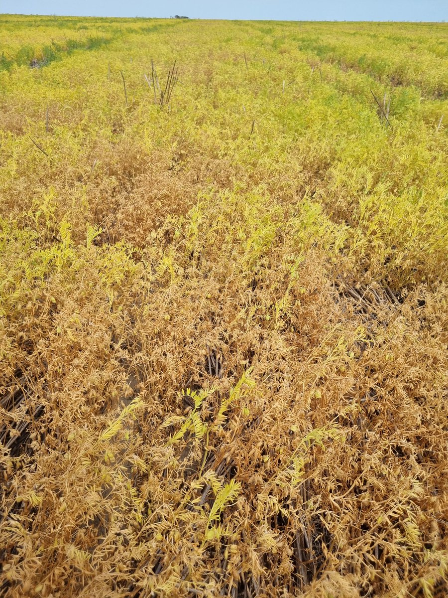 Pulse Asoociation of the South East tweet media