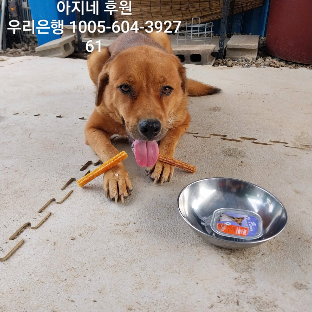 azine_village's tweet photo. 우리예쁜 미여가 하늘의 별이 되었어요. 미여는 유독 낯가림이 심하고 겁이 많은 아이었어요.지금 생각해보면 미여가 짖는 소리를 한번도 들어본적이 없는 것 같아요.그정도로 얌전하고 순했던 아이라 더 마음이 아픕니다
미여를 위해 기도 해 주세요 https://t.co/TVcf9dVEHK