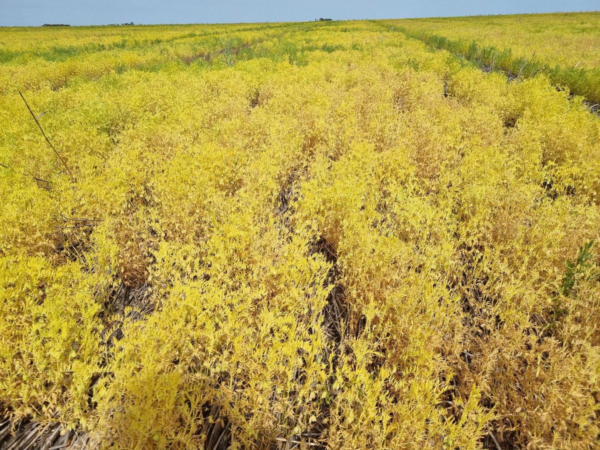 Pulse Asoociation of the South East tweet media