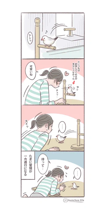 たまに愛情が一方通行になる
#文鳥 
#4コマ漫画 