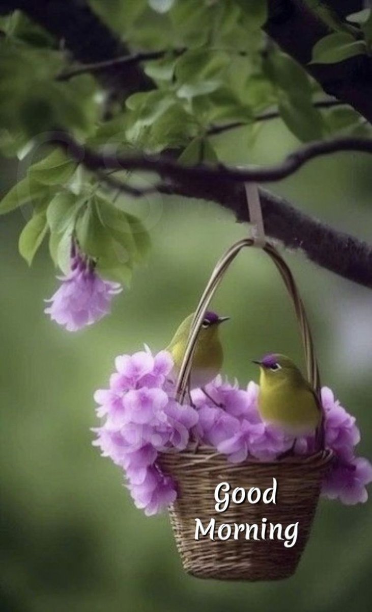 ChandanGoldar9's tweet image. Good morning 🌹🌹🌹🌹🍓🍓my all beautiful friend