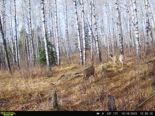 choppermac's tweet image. There’s nothing but does in that spot @CarldeConinck, keep hiking! 🤣