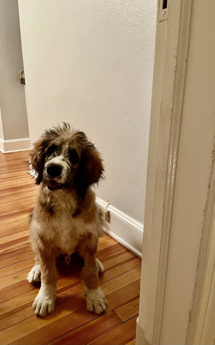 ActiveRoberts's tweet image. It has been a full week for me. These people keep calling me Badru. So I guess that’s my name. I turned 4 mo, went to the vet and got poked. Then my sister set me up. She ran up the stairs and I followed her. But now I am too scared to walk back down.
#NewPuppy
