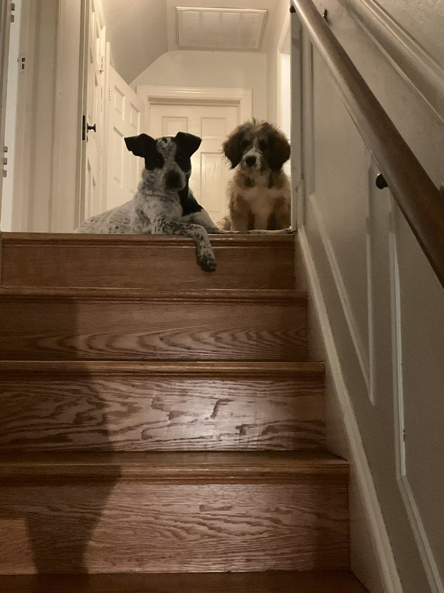 ActiveRoberts's tweet image. It has been a full week for me. These people keep calling me Badru. So I guess that’s my name. I turned 4 mo, went to the vet and got poked. Then my sister set me up. She ran up the stairs and I followed her. But now I am too scared to walk back down.
#NewPuppy