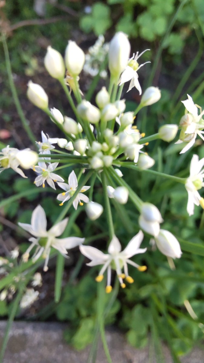 早朝ウォーキングでは、多くのワンちゃんの散歩にも出会う。ワンちゃんと飼い主さんの顔が似てたりするとニヤッ！となり、ほっこりした気分にもなる……。
