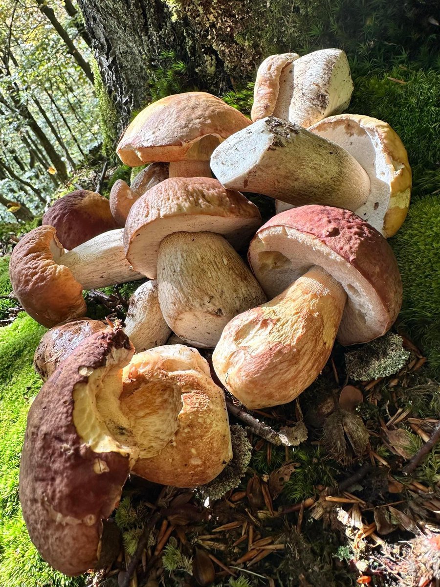 Lasy Państwowe tweet media