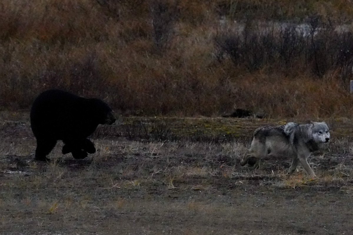 MichaelGerhart5's tweet photo. "Catch me if you can" A black bear chases a grey wolf on Hudson Bay's coast. #nature #nanukpolarbearlodge #naturephotography #naturelovers #bear #bearsofinstagram #bearlover #wildlifephotography #wildlifelovers #churchillwildsafaris #wolves #wolflover #cloudwolves #cangeoshare https://t.co/MTq9xHRtrI
