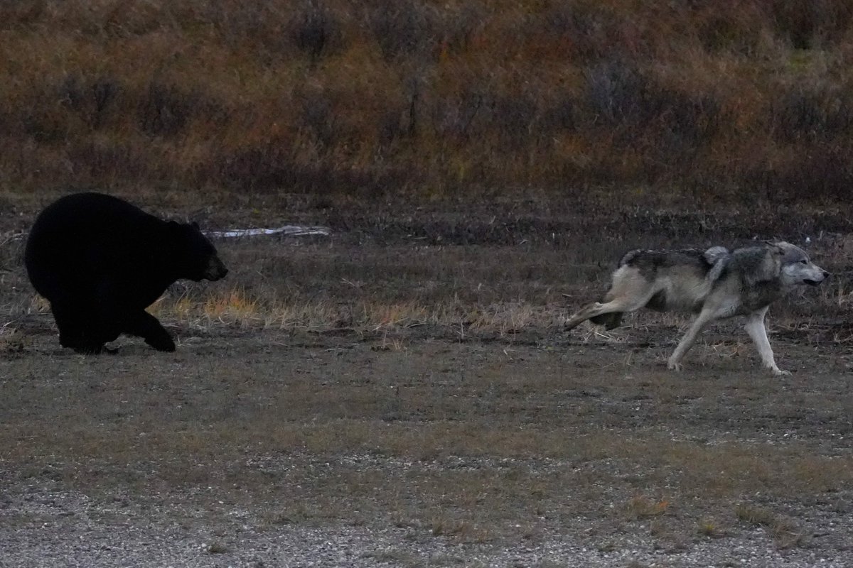 MichaelGerhart5's tweet photo. "Catch me if you can" A black bear chases a grey wolf on Hudson Bay's coast. #nature #nanukpolarbearlodge #naturephotography #naturelovers #bear #bearsofinstagram #bearlover #wildlifephotography #wildlifelovers #churchillwildsafaris #wolves #wolflover #cloudwolves #cangeoshare https://t.co/MTq9xHRtrI