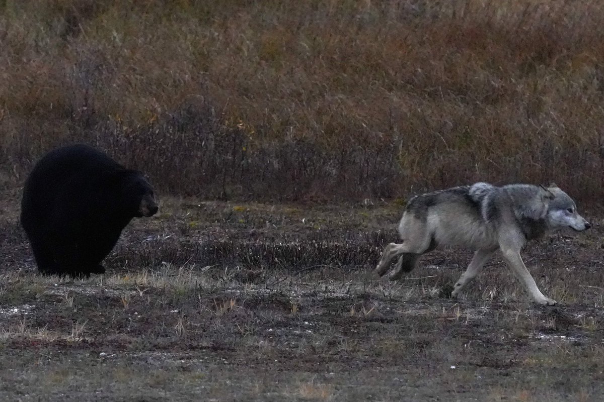 MichaelGerhart5's tweet photo. "Catch me if you can" A black bear chases a grey wolf on Hudson Bay's coast. #nature #nanukpolarbearlodge #naturephotography #naturelovers #bear #bearsofinstagram #bearlover #wildlifephotography #wildlifelovers #churchillwildsafaris #wolves #wolflover #cloudwolves #cangeoshare https://t.co/MTq9xHRtrI