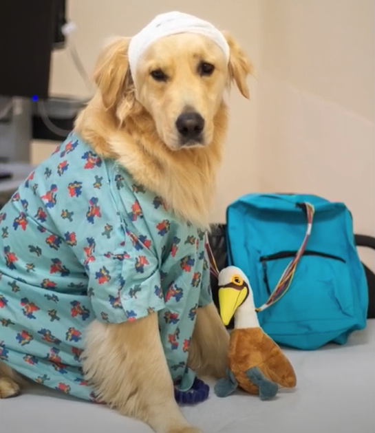 Louis Dang tweet media