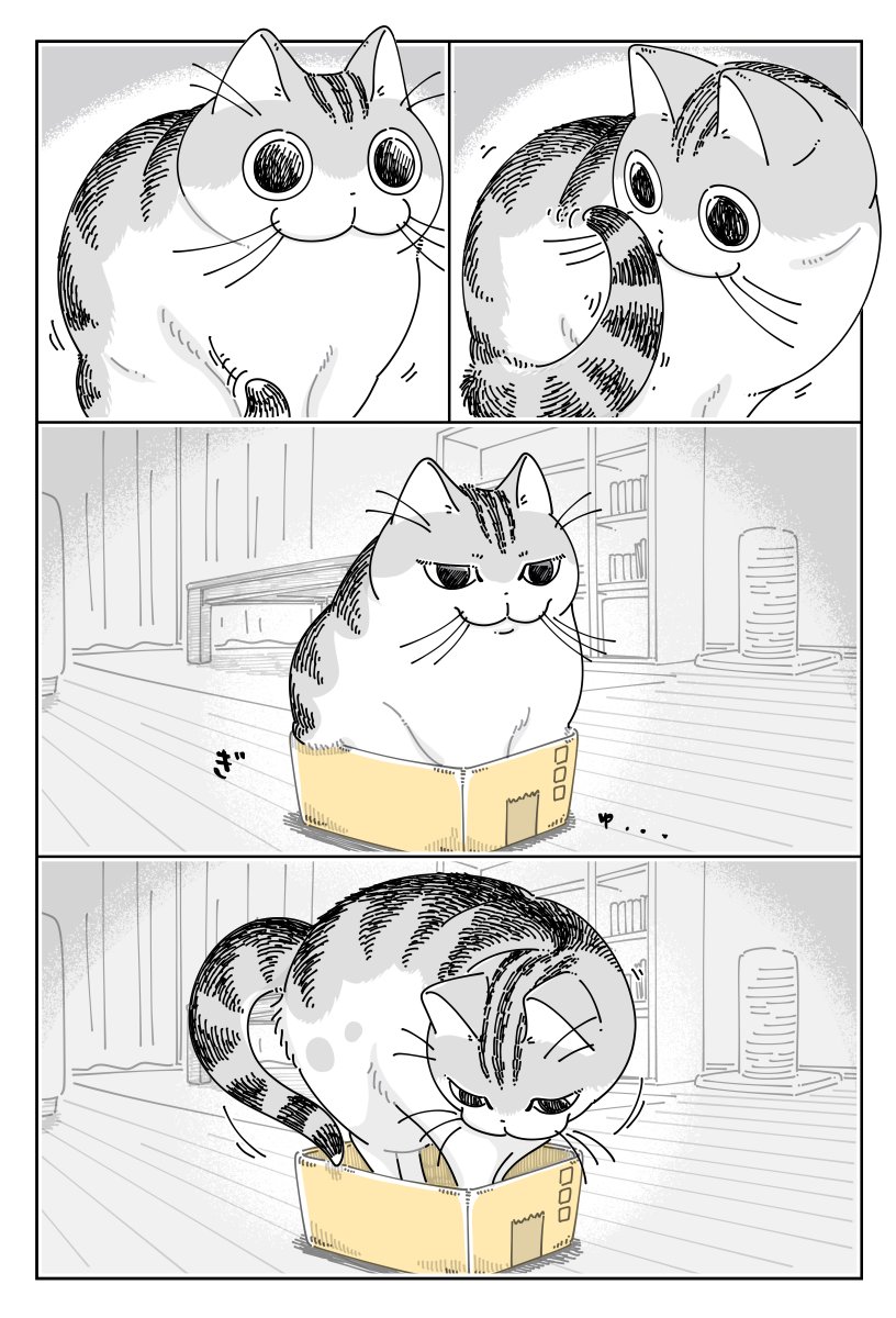 (*´꒳`*)】 【ねこざ
