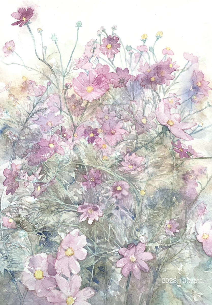 「『秋桜(こすもす)』  アルシュ紙細目 #透明水彩」|綿飴のイラスト