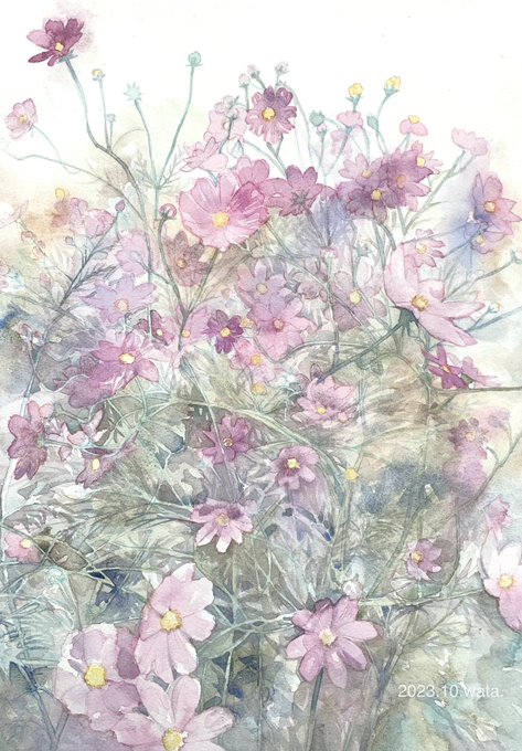 『秋桜(こすもす)』  アルシュ紙細目 #透明水彩