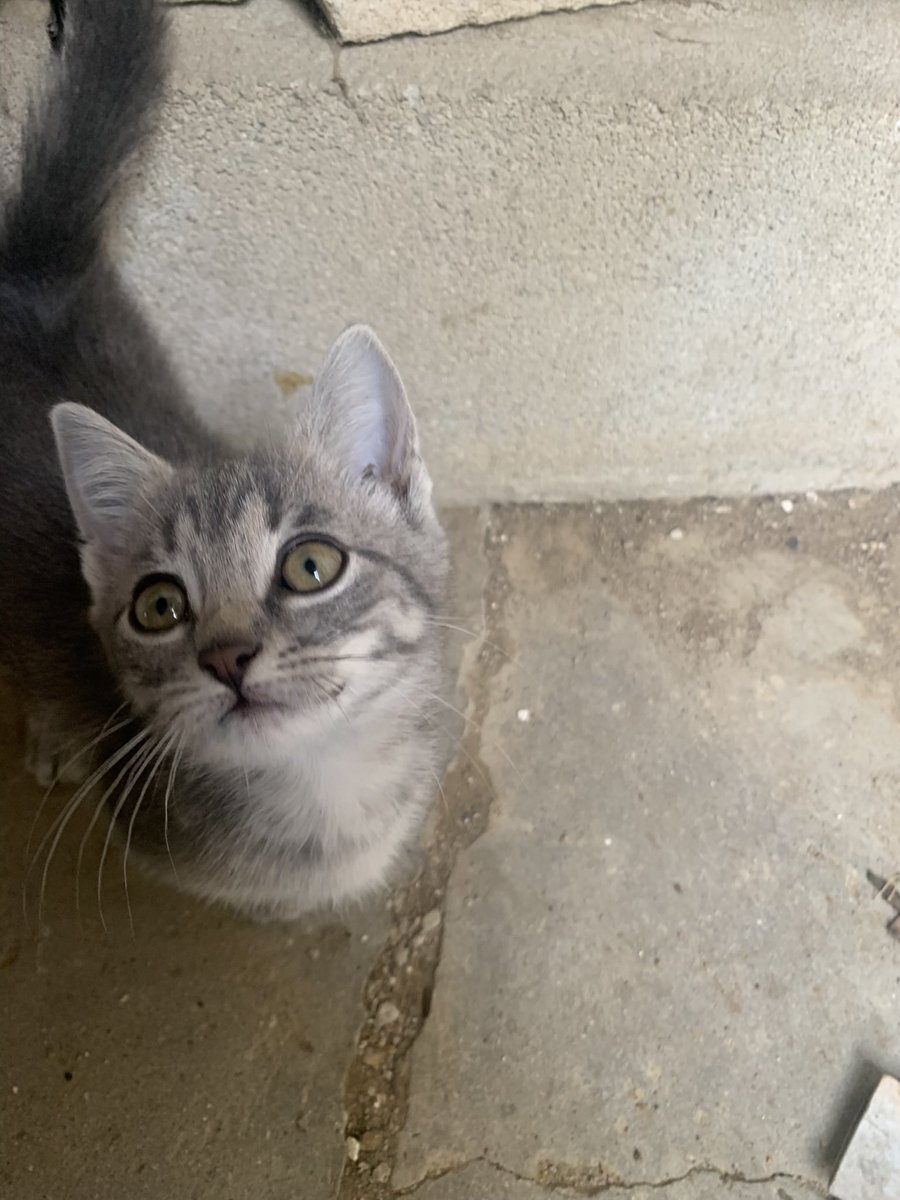 fajitagate's tweet photo. @PHANT0MTHIEVE I foster feral kittens to tame them and adopt them out. This is one I currently have. https://t.co/5k9EZnCHKX