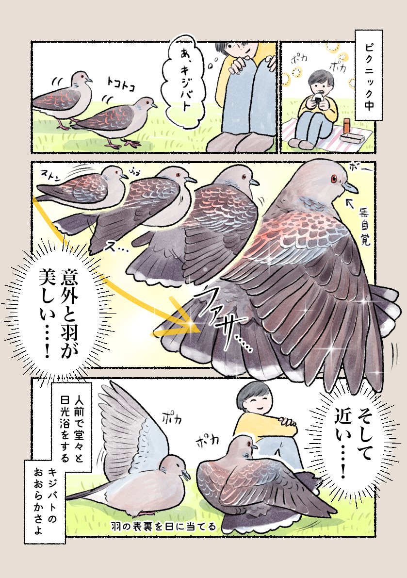 意外と知らない鳥の生活 「キジバトの日光浴」 天気の良い日はキジバト 