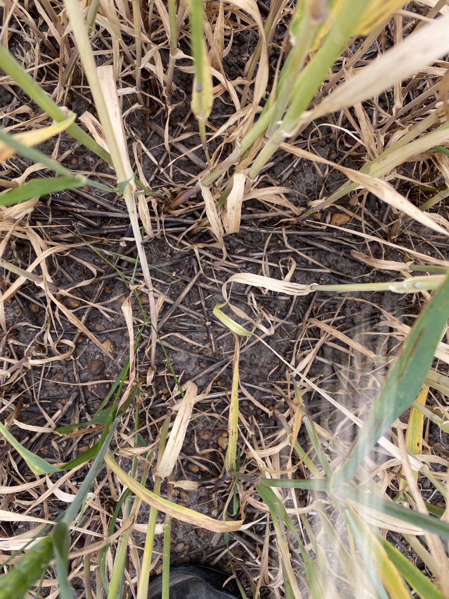 #micronstubble doing the job on cereal stubble on KI. Fixes own N so no need to add extra nutrition and no N drawdown. Used at 50ml, cost about $11/ha. #Wilchemsa