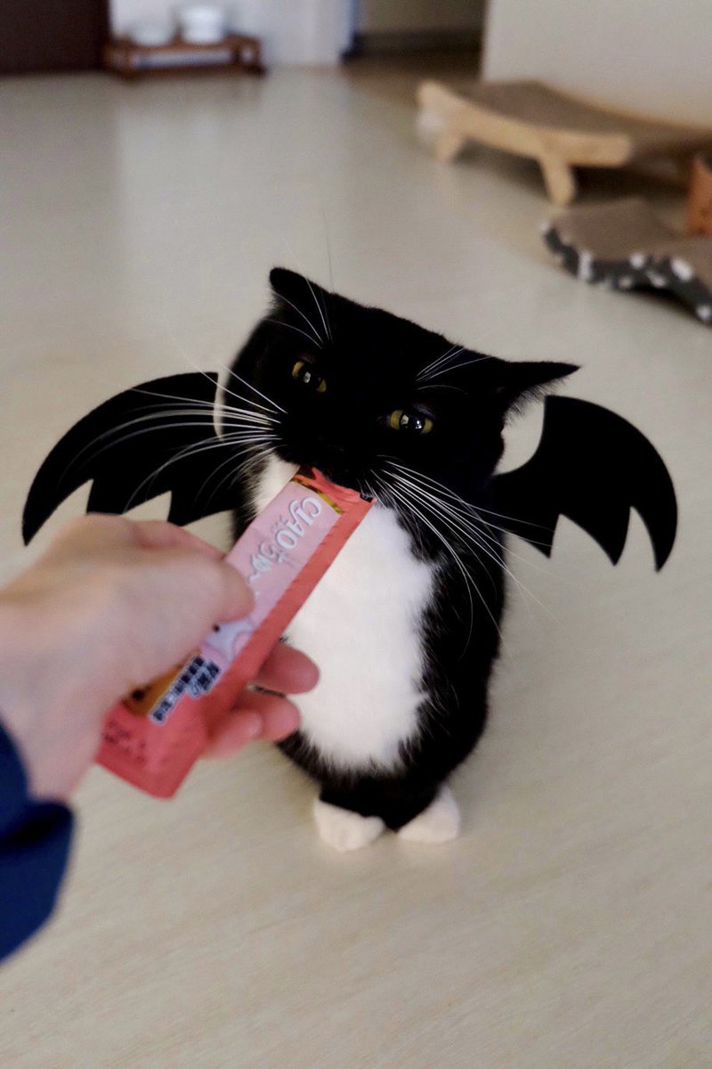 I'm Uni :3 tweet media