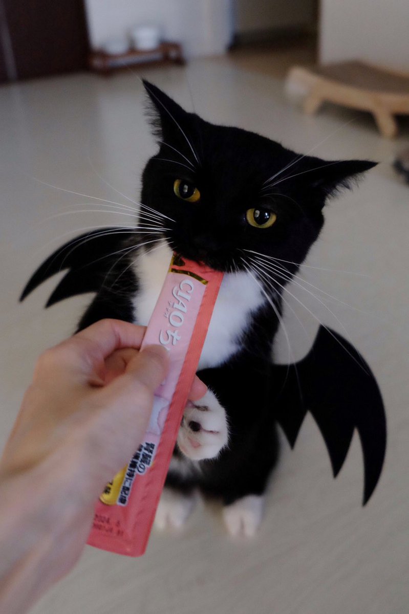 I'm Uni :3 tweet media