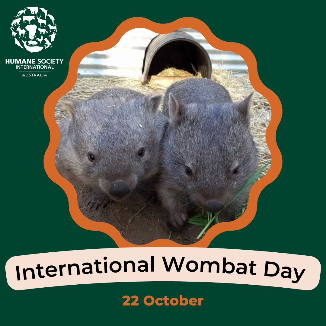 Today is one of HSI's favourite days ❤️ International Wombat Day and our Project Officer, Helen, has written a blog with 5 easy ways you can help Wombats! Read more here 👇 hsi.org.au/blog/5-ways-yo…