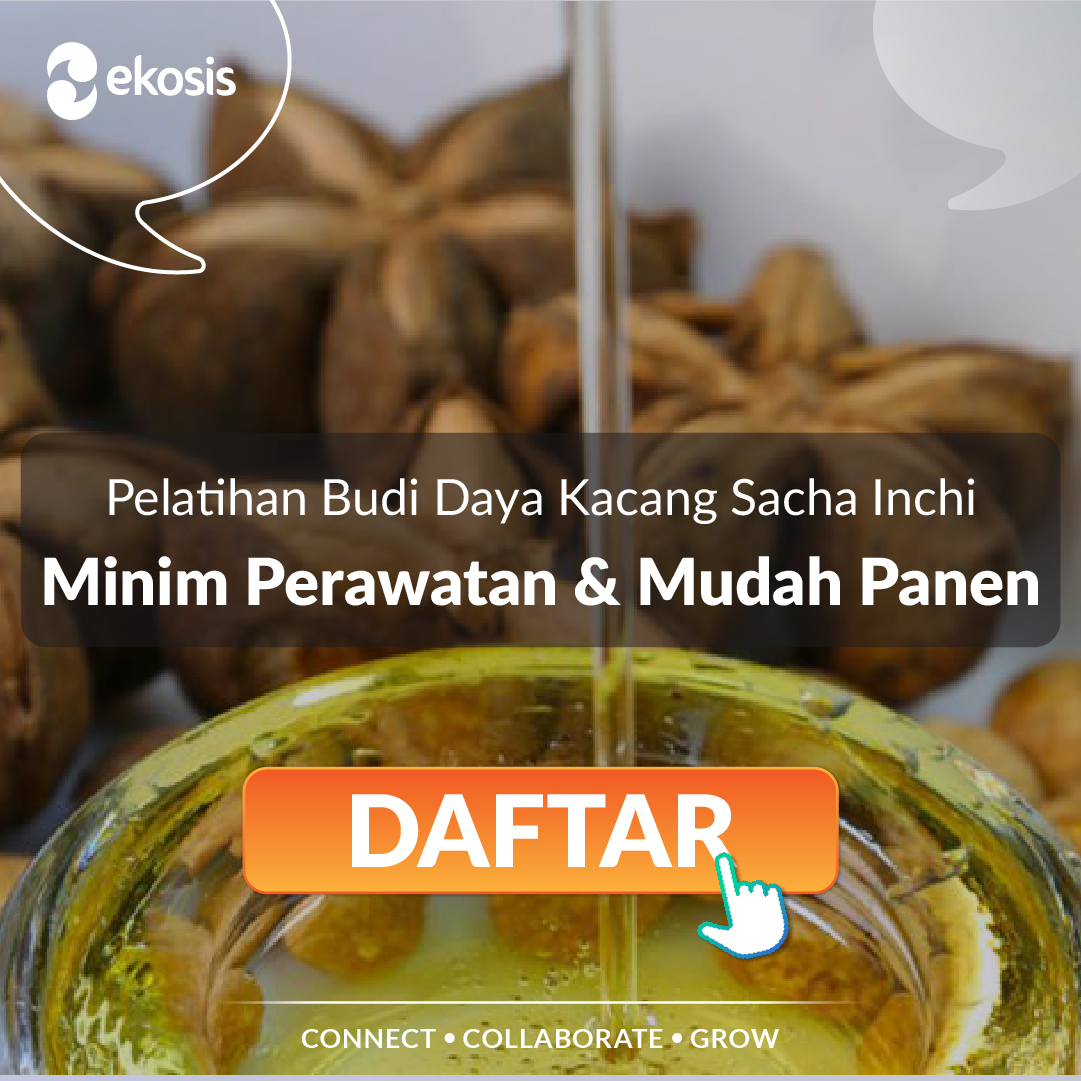 ekosis_id's tweet photo. Penasaran dengan kelas dan pengetahuan lebih dalam mengenai peluang bisnis ini?

Segera daftarkan diri Kamu untuk mengikuti kelas sekarang dengan chat WA Admin kami: +62 888-0117-2019 🌱🌍📚 https://t.co/WTCh0RXMam