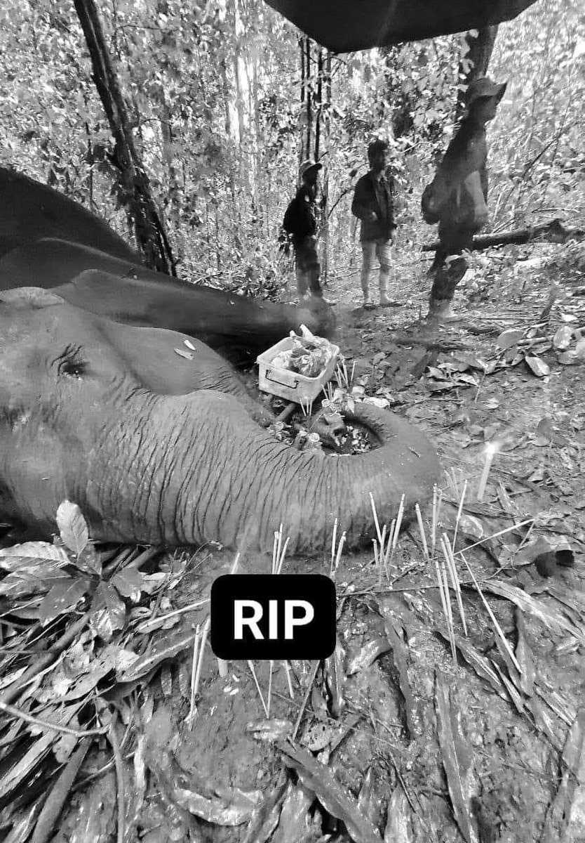 MechDara1's tweet photo. RIP #sambor, u served many people https://t.co/7sozwI3Uv4