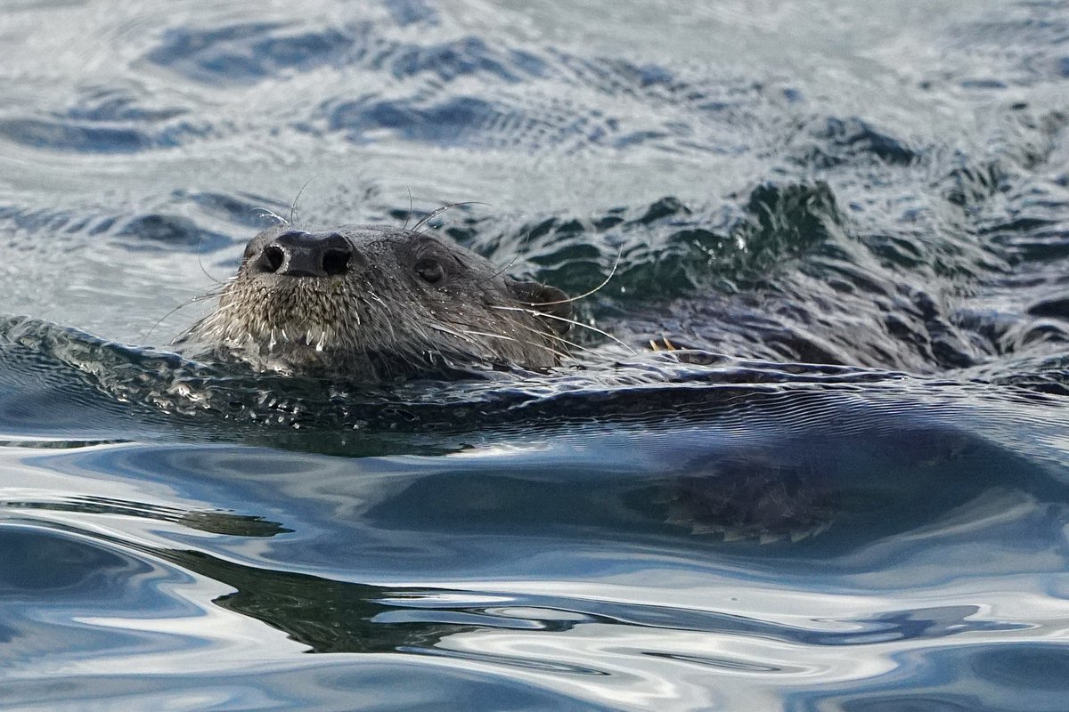 kiwibacon's tweet photo. A river otter hauling in a sculpin for an early dinner around 3pm today off the northern tip of West Seattle. #riverotter #sesttle #westseattle @westseattleblog #pnw https://t.co/99k19yRnDR
