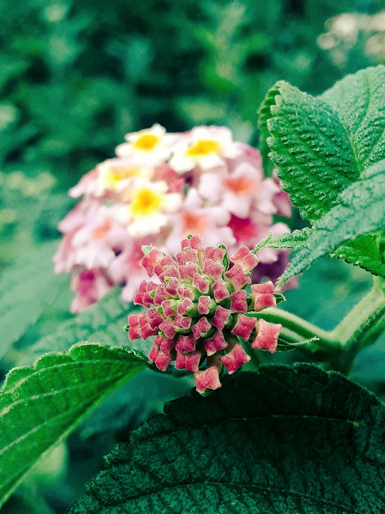 faflpou's tweet photo. ただ　
好きだと
伝えたい🌿 https://t.co/VdnNagrk3V
