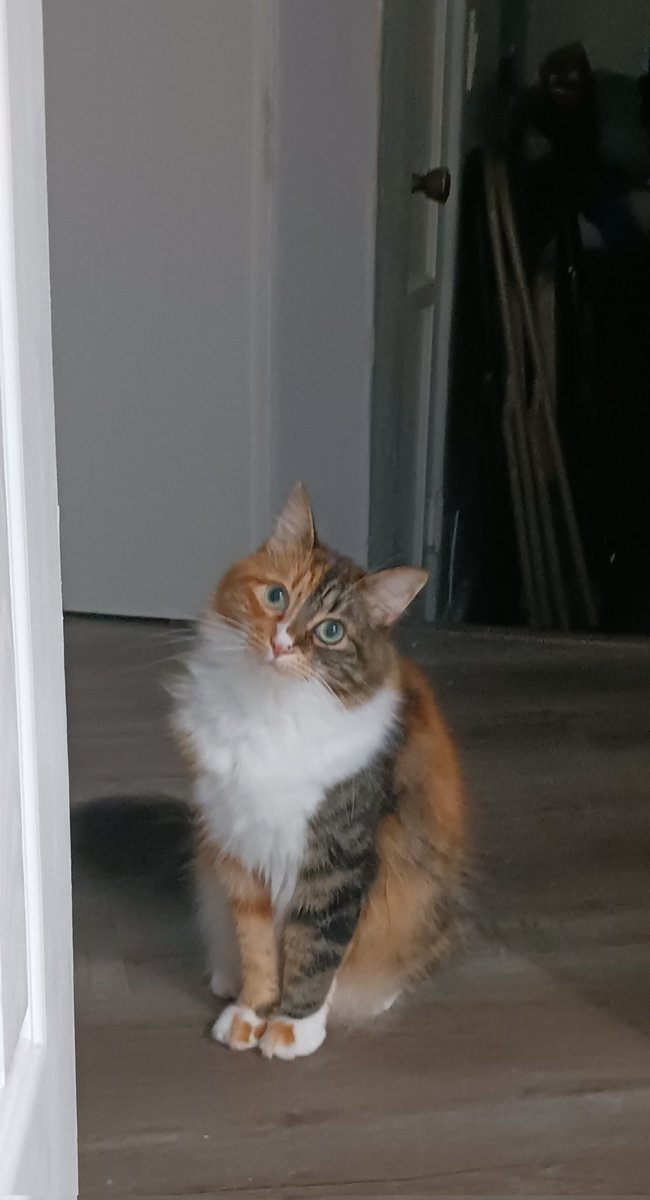 TheyThumper's tweet photo. I just took these photos of Hacker Kitty/Jamie-Jean,  and I'm like, "What the heck?!"  No filter on her. It's just that the lighting hit her perfectly. Yes. She gets away with a lot. I love her so much. My bayybeeee 😻 #TherapyPets #MentalHealthMatters #FureverMine #PurrfectLove https://t.co/lKYo9QUYSm