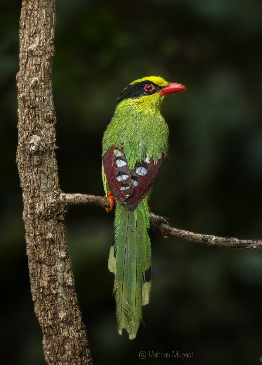 im-wildvaibhav tweet media